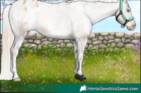 Horse Color:White Spotted Chocolate Palomino Pearl Appaloosa 