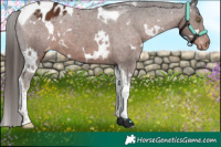 Horse Color:White Spotted Liver Chestnut Tobiano Appaloosa 