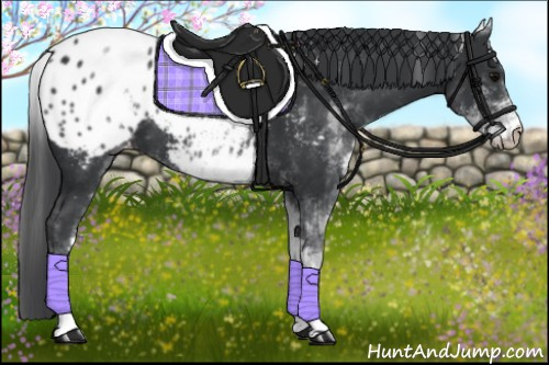 Horse Color:White Spotted Black Appaloosa