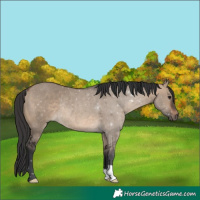 Horse Color:Brown Dun Rabicano