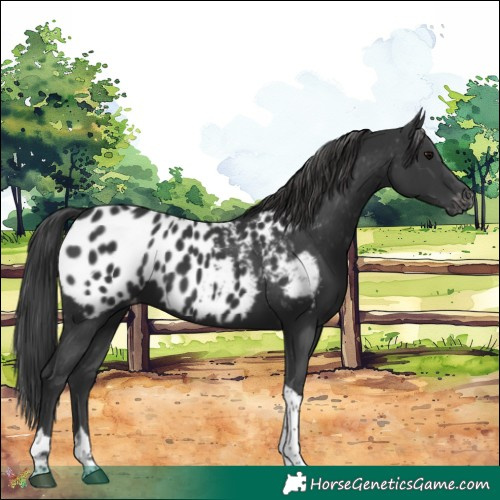 Horse Color:Black Tobiano Near Leopard 