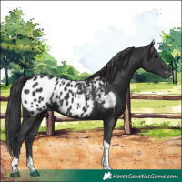 Horse Color:Black Tobiano Near Leopard 