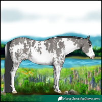 Horse Color:White Spotted Grullo Sabino