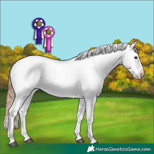 Horse Color:Red Dun Appaloosa 