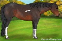 Horse Color:Brown Tobiano