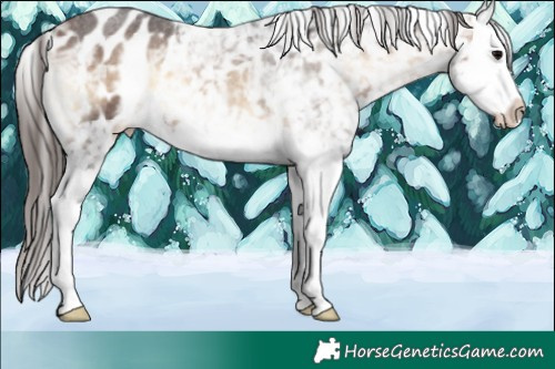 Horse Color:Bay Ice Roan Onyx Splash Appaloosa 