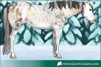 Horse Color:Bay Ice Roan Onyx Splash Appaloosa 