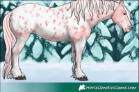 Horse Color:Chocolate Palomino Chinchilla Ice Tobiano Blanket 