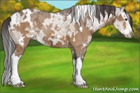 Horse Color:White Spotted Buckskin Ice Splash 