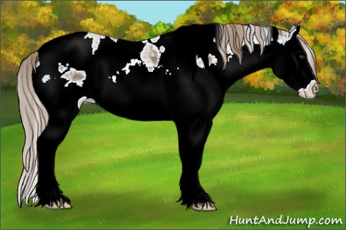 Horse Color:White Spotted Chocolate Palomino Ice Sabino Splash 