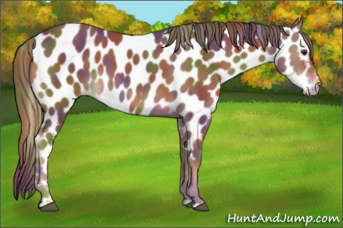 Horse Color:Nacre Liver Chestnut Appaloosa 