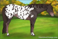 Horse Color:Liver Chestnut Appaloosa 