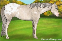 Horse Color:White Spotted Chocolate Palomino Ice Pearl Varnish 