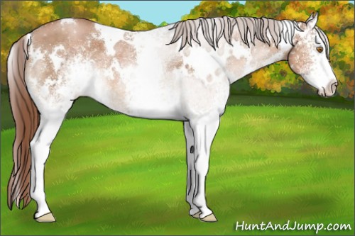 Horse Color:White Spotted Chocolate Brown Pearl 