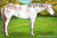 Horse Color:White Spotted Chocolate Brown Pearl 