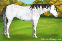 Horse Color:Blue Ice Roan Splash Appaloosa 