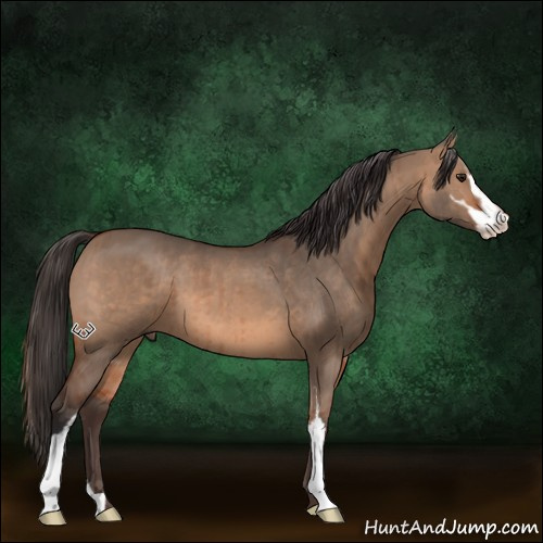 Horse Color:Bay Dun Sabino Brindle 