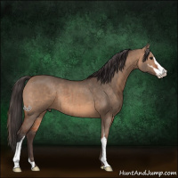 Horse Color:Bay Dun Sabino Brindle