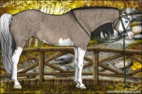 Horse Color:Brown Dun Sabino Splash Brindle 