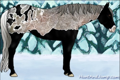 Horse Color:Liver Chestnut Ice Mushroom Splash Appaloosa 