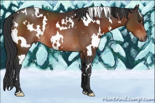 Horse Color:White Spotted Brown Rabicano 