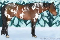 Horse Color:White Spotted Brown Rabicano 