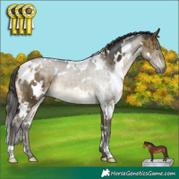 Horse Color:White Spotted Buckskin Dun Mushroom Brindle