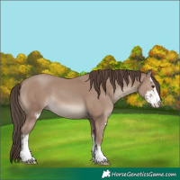 Horse Color:Classic Champagne Sabino 