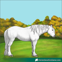 Horse Color:Gray White Spotted Black Sabino 