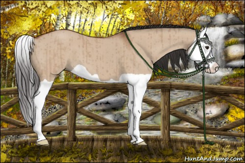 Horse Color:Bay Dun Splash Brindle 