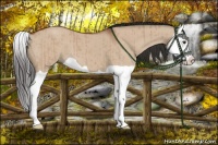 Horse Color:Bay Dun Splash Brindle 