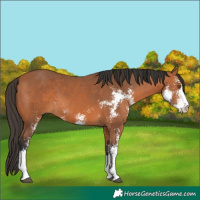 Horse Color:Bay Sabino 