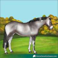 Horse Color:Platinum Bay Onyx 