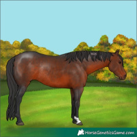 Horse Color:Brown Rabicano 