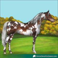 Horse Color:White Spotted Silver Brown Mushroom