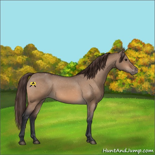 Horse Color:Bay Dun Appaloosa 