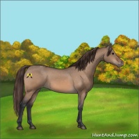 Horse Color:Bay Dun Appaloosa 