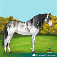 Horse Color:White Spotted Brown