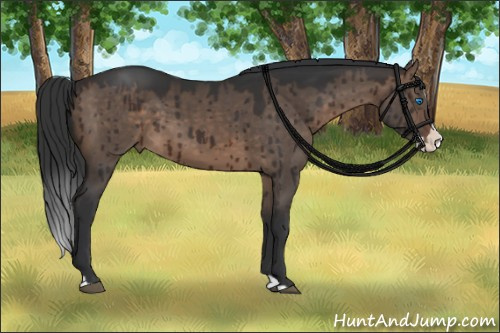 Horse Color:Brown Dun Splash Brindle 