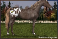 Horse Color:Liver Chestnut Appaloosa 