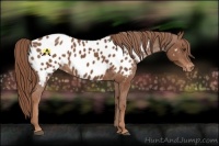 Horse Color:Chestnut Near Leopard 