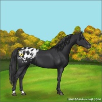 Horse Color:Black Appaloosa 