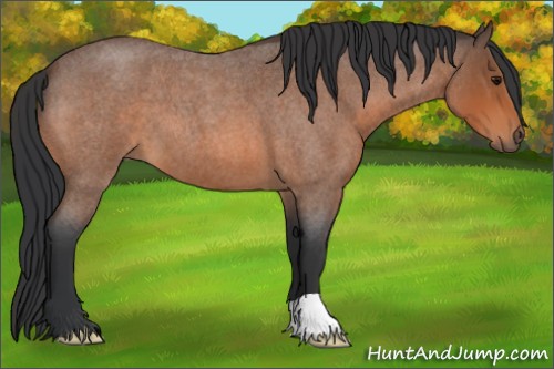 Horse Color:Bay Roan 