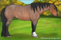 Horse Color:Bay Roan
