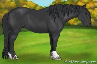 Horse Color:Black 