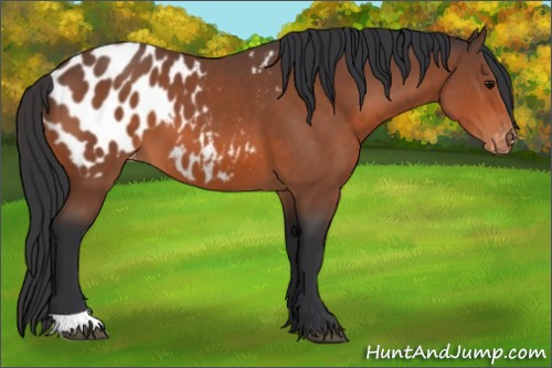Horse Color:Bay Appaloosa