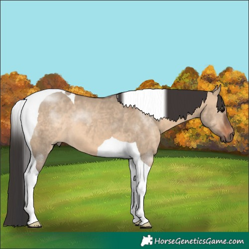 Horse Color:Brown Dun Tobiano 