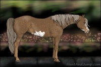 Horse Color:Chocolate Palomino  and Chocolate Palomino Frame 