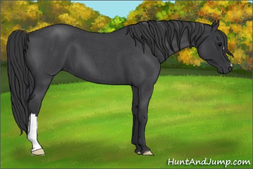 Horse Color:Blue Roan 