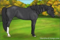 Horse Color:Blue Roan 